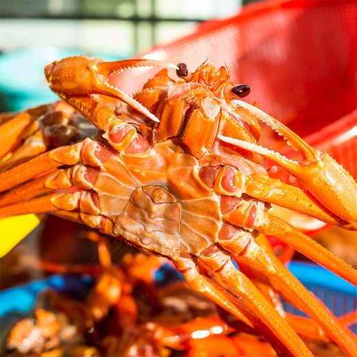 [자연맛남] 속초 붉은대게 자숙 홍게 2kg 4-6미(프리미엄/수율70-80%) - NS홈쇼핑