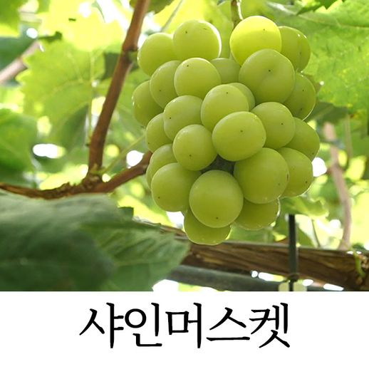 특등급 하우스 샤인머스켓 2kg (2~3수) - NS홈쇼핑  특등급 하우스 샤인머스켓 2kg (2~3수) - NS홈쇼핑