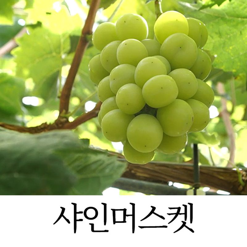 특등급 하우스 샤인머스켓 2kg (2~3수) - NS홈쇼핑  특등급 하우스 샤인머스켓 2kg (2~3수) - NS홈쇼핑