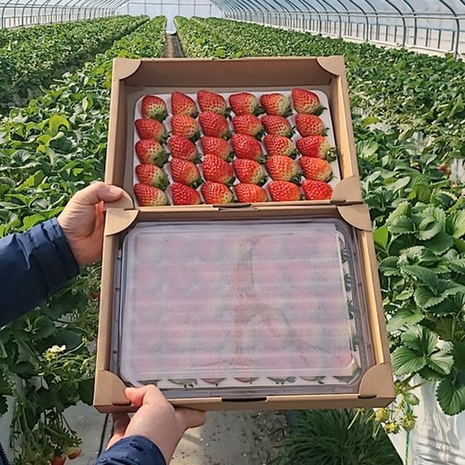 [농협공판장] 정성드린 딸기 750gx2팩(1.5kg)/안전배송 - NS홈쇼핑