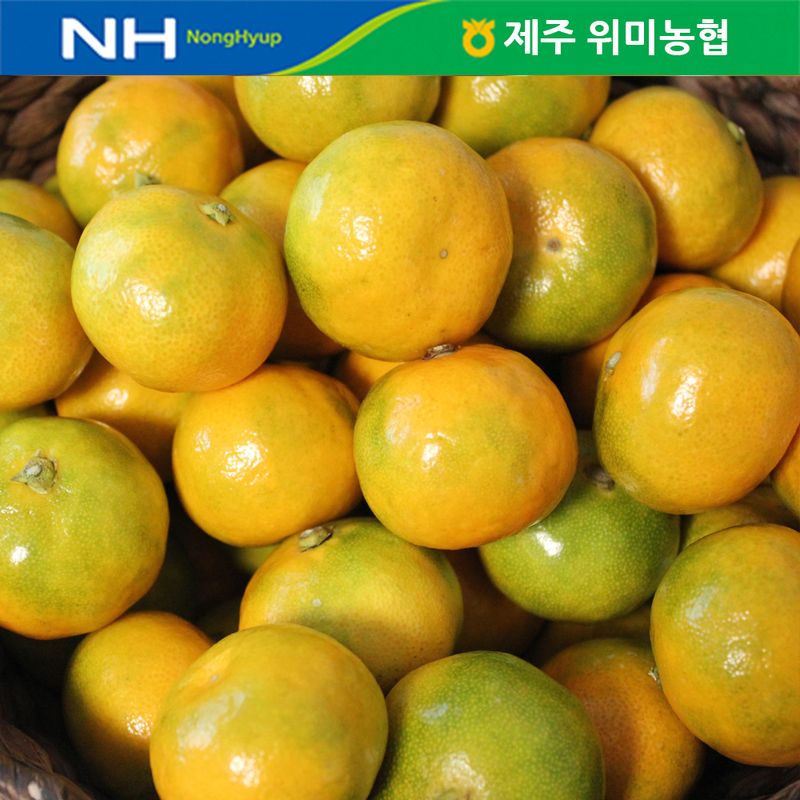 제주 위미농협 하우스감귤 3kg(35-45과) - NS홈쇼핑