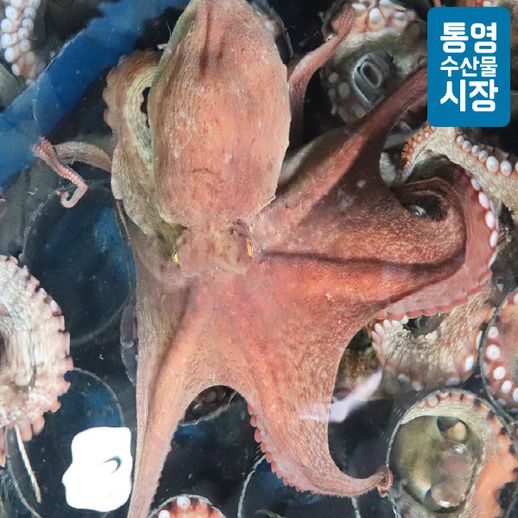 [통영수산물시장] 남해안 자연산 돌문어 한마리(급냉) 1.5kg내외 - NS홈쇼핑