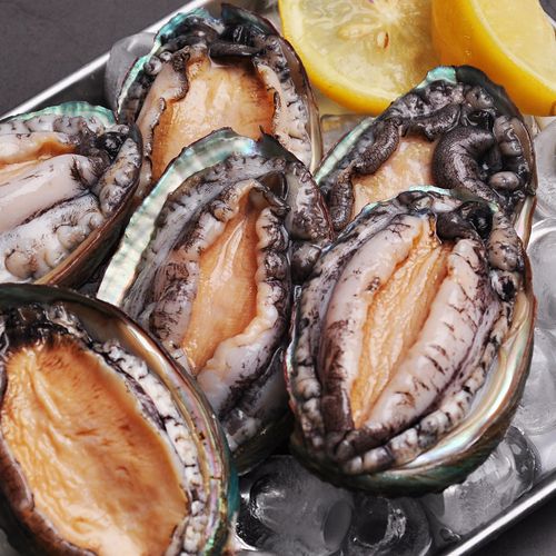 완도직송 활전복 1kg 중복/대복/특대복 (미수선택)