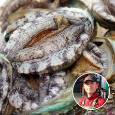 완도 참 전복 1kg(40-50미)