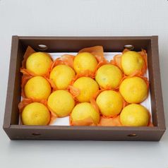 제주 황금향 선물용 2kg / 3kg / 5kg / 10kg