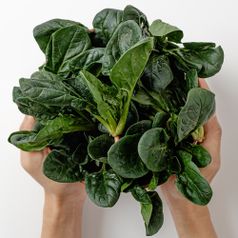 푸릇푸릇 남해 보물초 시금치 2kg