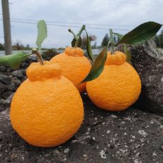 제주 서귀포 한라봉 2kg 가정용