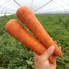 아삭달큰한 햇 흙당근 2kg 중 외 옵션