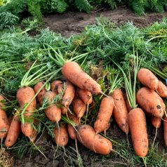 국내산 흙당근 2kg (중) 외