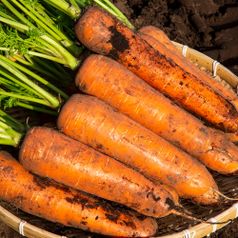 달큰한 국내산 경남 햇당근 흙당근 1kg 3kg 5kg