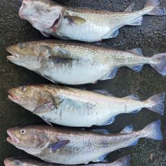 거제 신선한 손질 대구탕 700g + 매운분말소스 10g