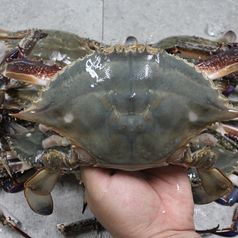 살이 꽉찬 서해안 알베기 암꽃게 1kg