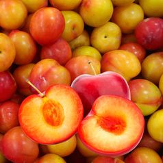 포미식탁 노지 대석자두 상 1kg