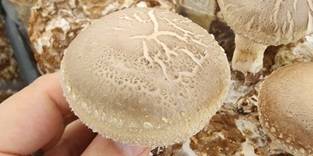 NS홈쇼핑- 건강한 아이디어