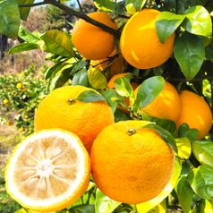 포미식탁 국내산 남도 생유자 3kg (혼합과)