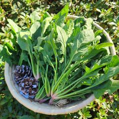 부드럽고 달달한 남해 보물초 시금치 2kg 외