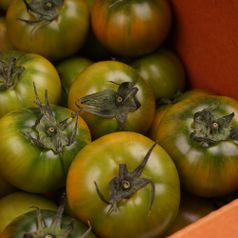 단짠단짠 씹는 식감이 좋은 대저토마토 2.5kg 대과/ L-2L / 일반