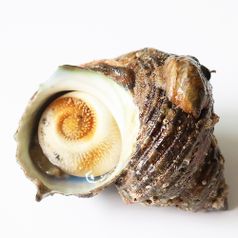신선한 산지직송 뿔소라 (4-8미/kg) 1kg 외