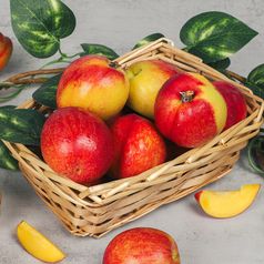 마이에임 산지직송 2026년 햇 천도<b>복숭아</b> 1kg 외 택1 딱딱이<b>복숭아</b> 제철과일