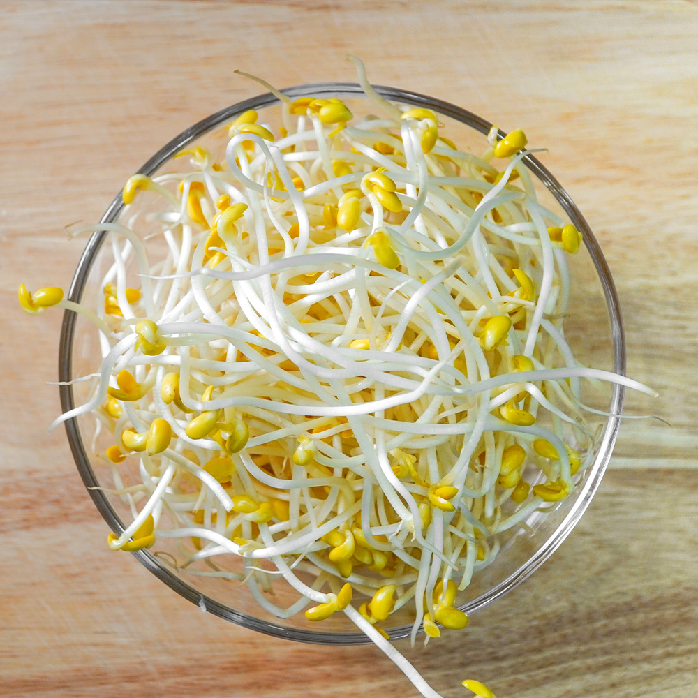 천연암반수로 키운 콩나물/숙주나물 1kg 2kg 4kg