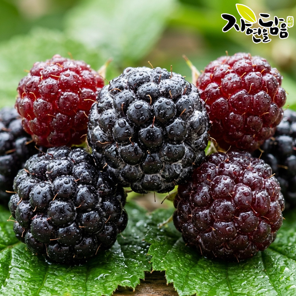 [TC]자연을담음 국내산 슈퍼복분자 특품 2.5kg