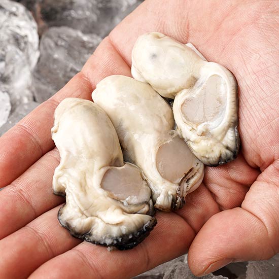 주식회사덕이네 [물맛남] 품질보장 통영 당일작업 햇 생굴 3kg 싱싱팩포장 (가열조리용)