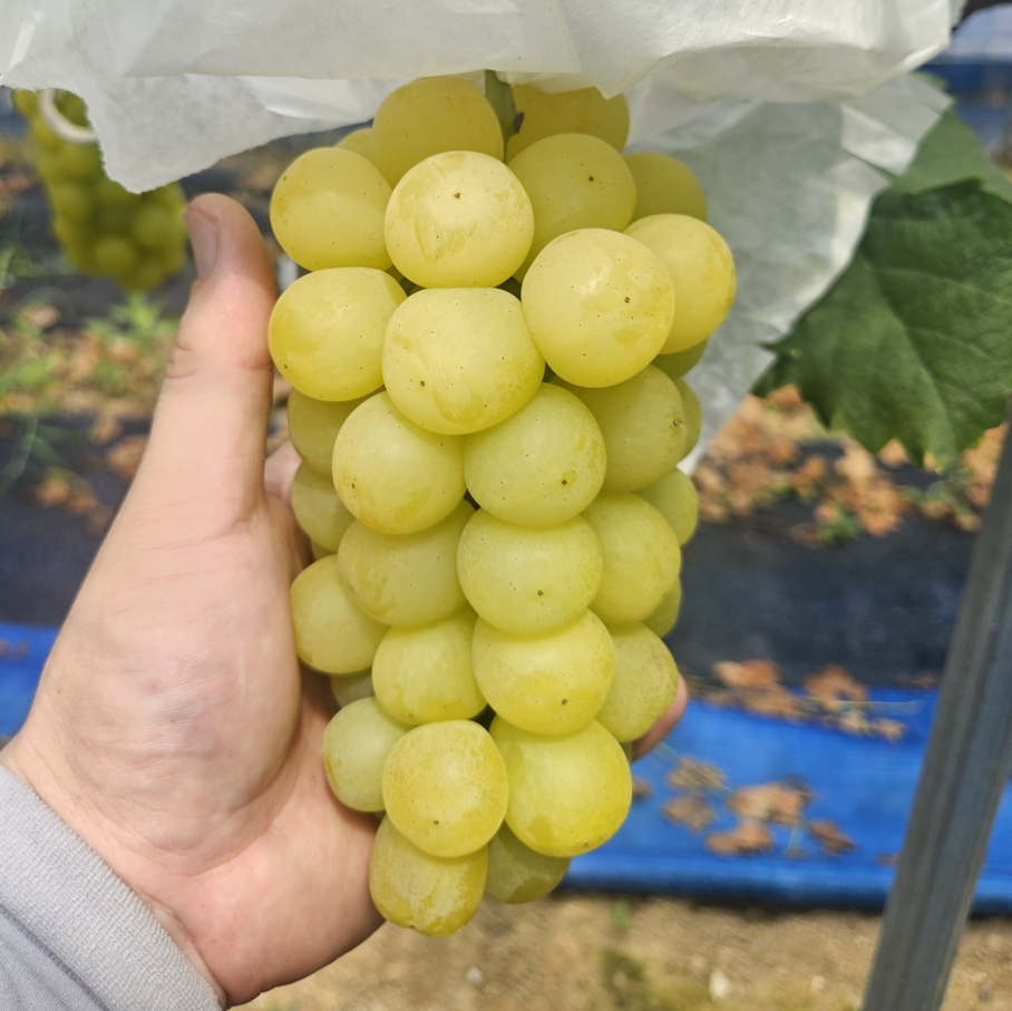 그린랩스 당도보장 평균 19brix 마스카써틴 (1kg/2kg)