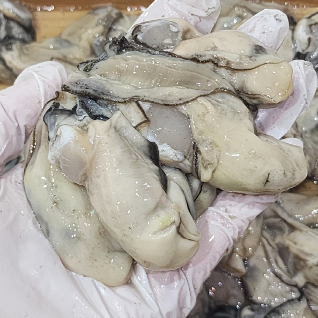 장보리 산지직송 통영 굴 생굴 1kg