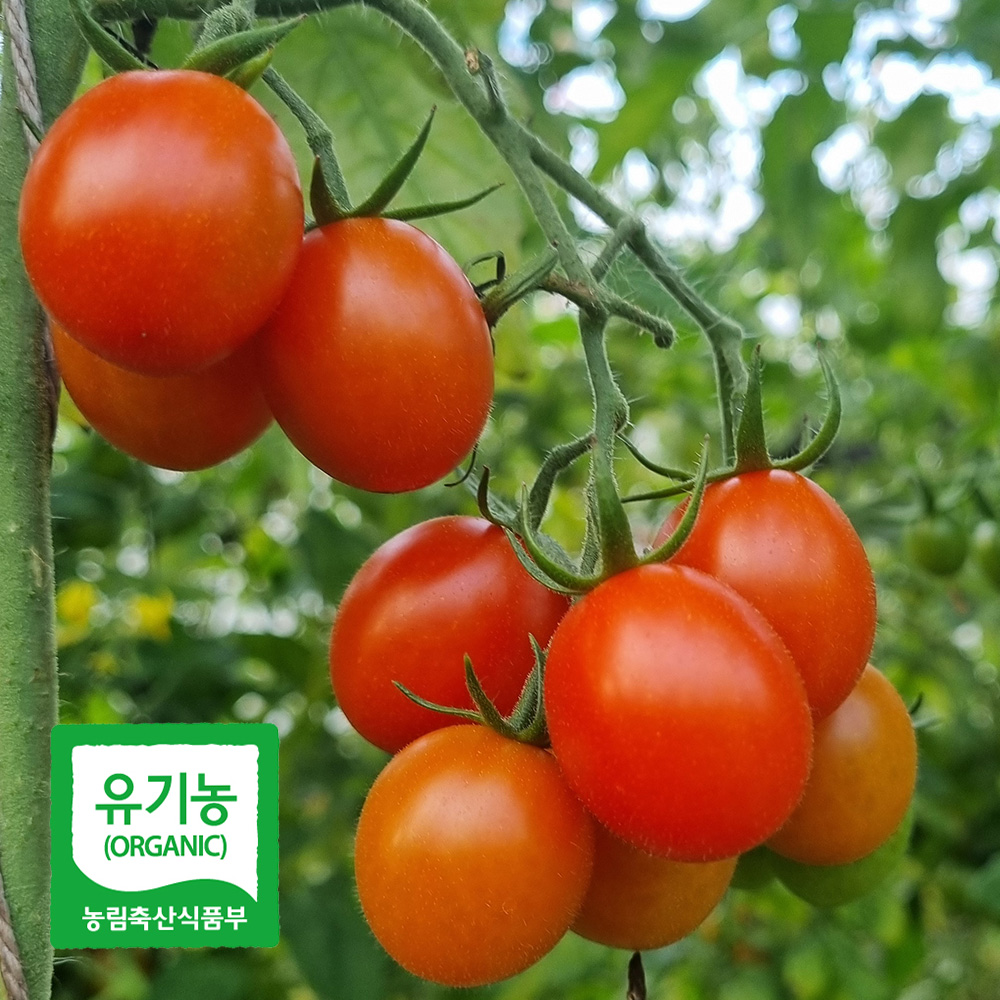 당일수확 달디단 유기농 대추 방울 토마토 5kg 친환경 방토